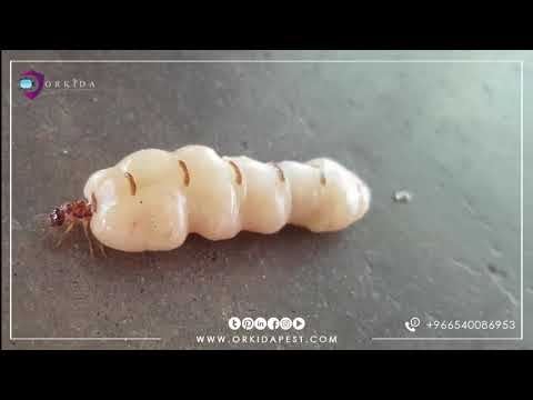 هل التبييض يقتل النمل الأبيض؟