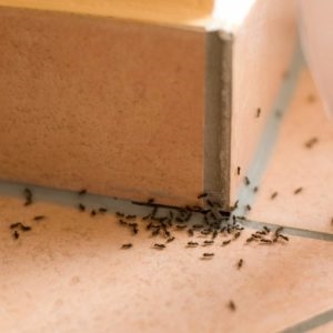 Çamaşır suyu termitleri öldürür mü?