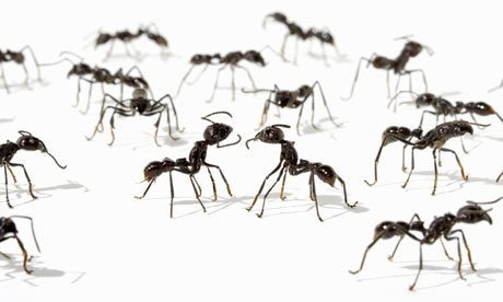 Πώς να απαλλαγείτε από τα μυρμήγκια στο αυτοκίνητο