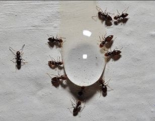 Kako se riješiti mrava u automobilu