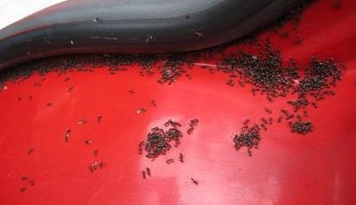 Como se livrar de formigas no carro