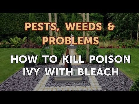Hogyan lehet megölni a Poison Ivy-t fehérítővel?