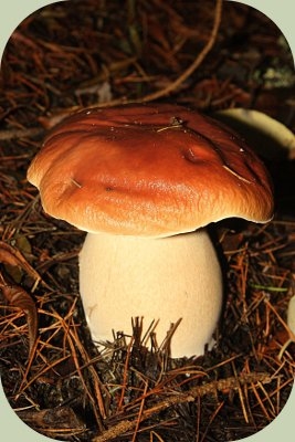Jestive gljive pronađene u Arkansasu