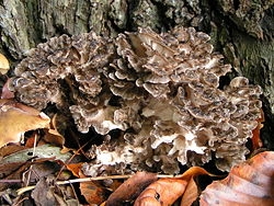 Jadalne grzyby znalezione w Arkansas