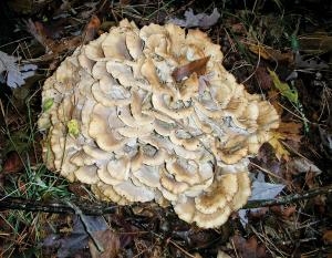 Ätliga svampar hittades i Arkansas