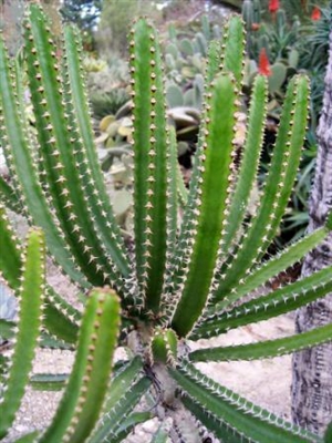 Pokyny k péči o duhový kaktus