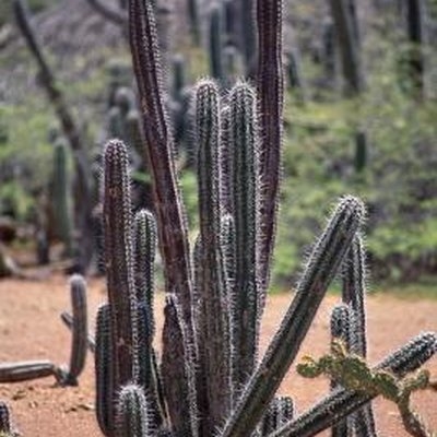 Petunjuk Perawatan Rainbow Cactus