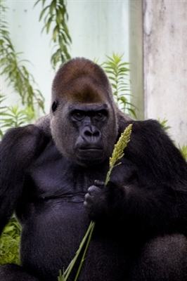 Как да премахнете лепилото Gorilla от пластмаса