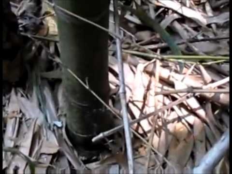 Как да отрежете бамбукови стълбове