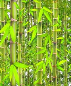 Cara Memotong Tiang Bambu