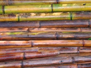 Hoe bamboe palen te snijden