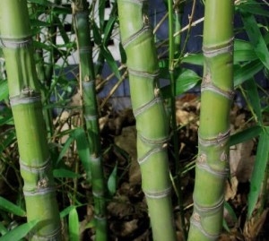 Как резать бамбуковые палки