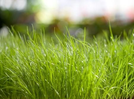 Jak często możesz kosić trawę pszeniczną?