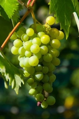 Liste over frukt som vokser på vinstokker