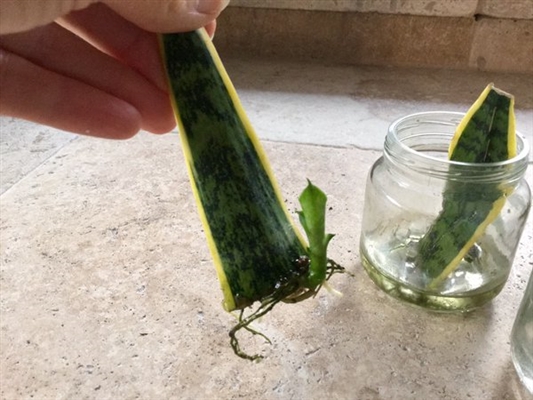 Como propagar estacas de Sansevieria