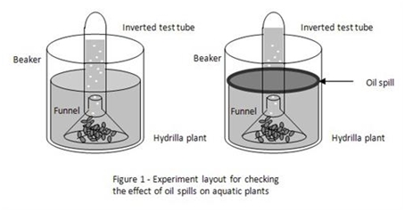 ¿Cómo afecta el petróleo al crecimiento de una planta acuática?