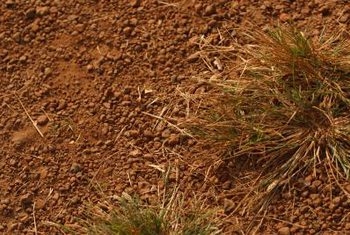 Какъв вид семена от трева е най-подходящ за глинеста почва?