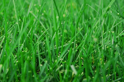 איזה סוג זרעי דשא הכי מתאים לקרקע טיט?