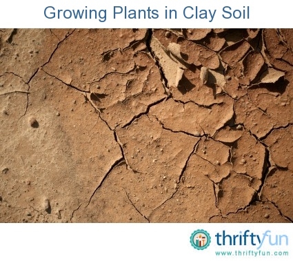 粘土質土壌にはどのような種類の草の種が最適ですか？