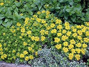 Comment prendre soin de Golden Sedum