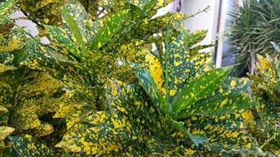 Kuidas kasvatada Crotoni kullatolmu taimi