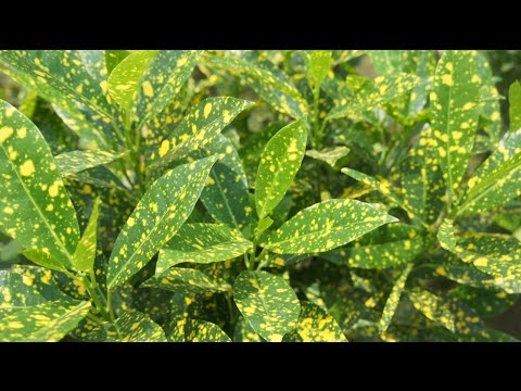 Kā audzēt Croton zelta putekļu augus