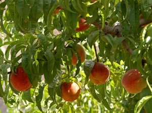 Wie man Pfirsichbäume aus Pfirsichgruben baut