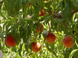 Cara Menanam Pokok Peach dari Lubang Peach