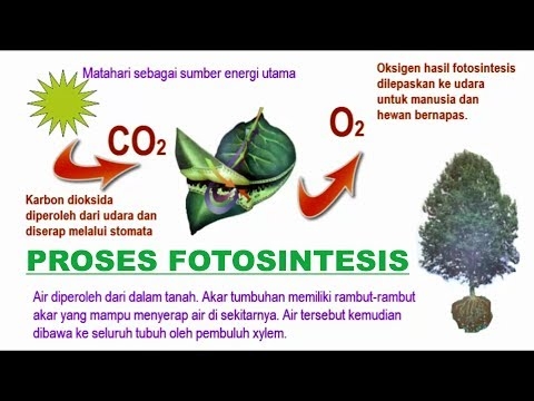 Apa Transformasi Energi yang Terjadi selama Fotosintesis?