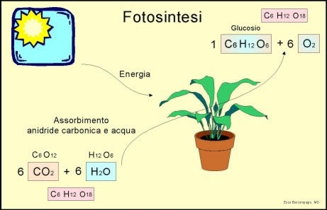 Quali trasformazioni energetiche avvengono durante la fotosintesi?