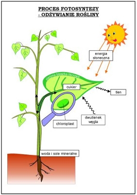Jakie transformacje energii zachodzą podczas fotosyntezy?