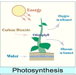 Kakšne energetske transformacije se zgodijo med fotosintezo?