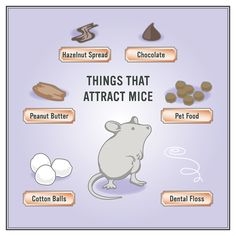 Jak se zbavit myší a potkanů ​​doma s mátou