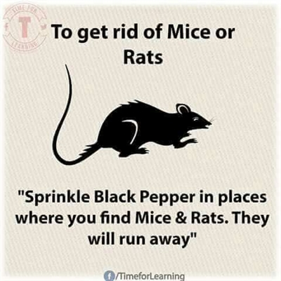Kuinka päästä eroon hiiristä ja rotista kotona piparmintun kanssa