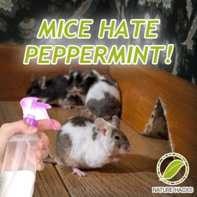 Comment se débarrasser des souris et des rats à la maison avec de la menthe poivrée