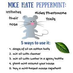 Cara Menyingkirkan Tikus & Tikus di Rumah Dengan Peppermint