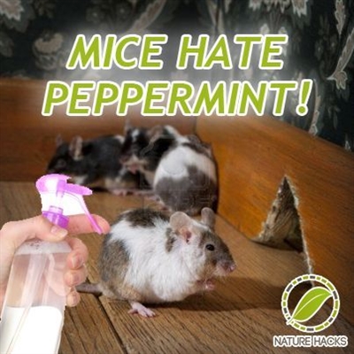 Ako sa zbaviť myší a potkanov v domácnosti pomocou mäty piepornej