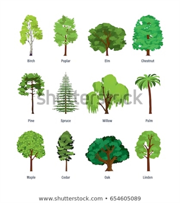 Druhy stromů Cedar