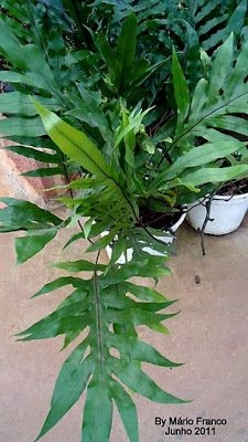Como cuidar de plantas da Jamaica