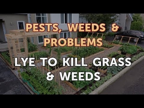 Lye to Kill Grass & Weeds