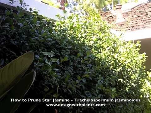 Hogyan indítsunk el egy csillag Jasmine sövényt