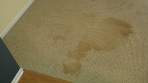 Làm thế nào để loại bỏ vết nước màu nâu trên thảm