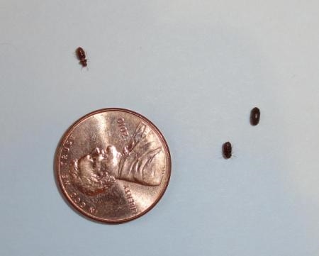 Cara Simpan Kumbang Daripada Rumah Saya