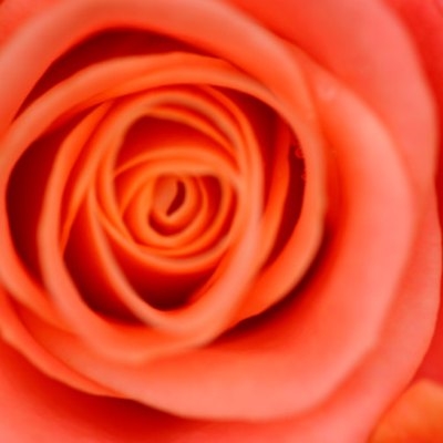 Miksi ruusun oksat muuttuvat ruskeiksi?