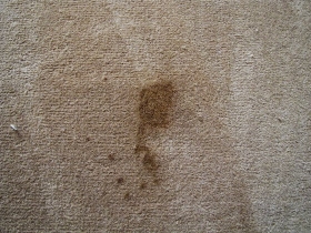 Cómo quitar las manchas biliares de la alfombra