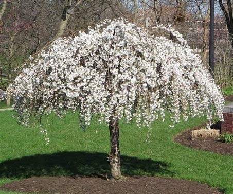 ¿Cuándo florecen los árboles de cornejo?