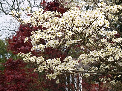 Når blomstrer Dogwood Trees?