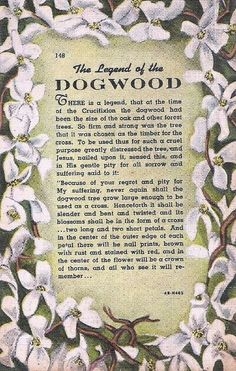Când înflorește copacii Dogwood?