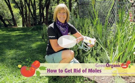 Moth Balls for Moles in Your Yard