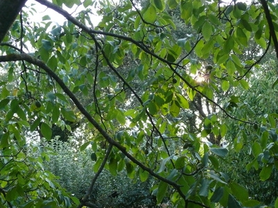 Ořechové stromy v Jižní Karolíně
